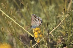 Plebejus bellieri