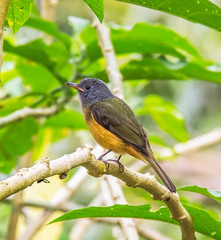 Mionectes rufiventris