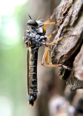Neomochtherus pallipes