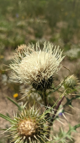 Image of Cirsium clavatum by (c) Darrin Gobble, some rights reserved (CC BY)