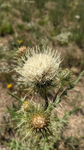 Image of Cirsium clavatum by (c) Darrin Gobble, some rights reserved (CC BY)