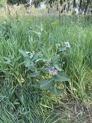 Asclepias speciosa