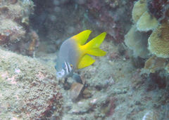 Neoglyphidodon nigroris