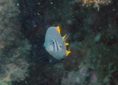 Neoglyphidodon nigroris