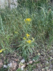 Solidago