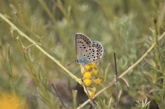 Plebejus bellieri