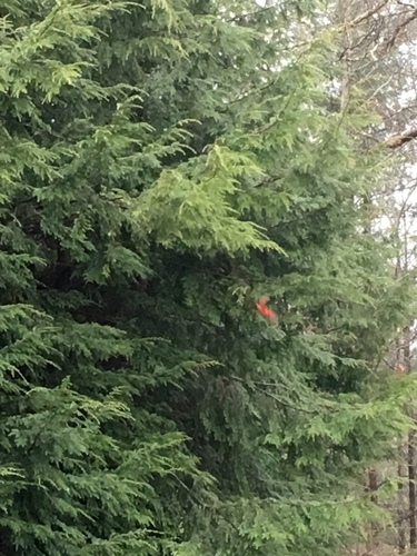 Northern Cardinal photographed in West Virginia