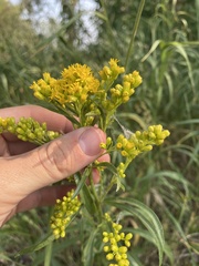 Solidago