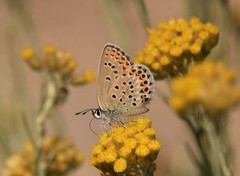 Plebejus bellieri