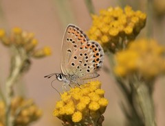 Plebejus bellieri