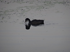 Fulica atra