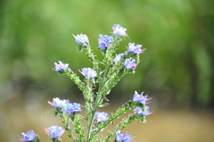 Echium vulgare