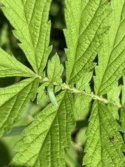 Draeculacephala antica