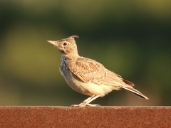 Galerida cristata meridionalis