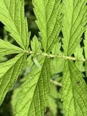 Draeculacephala antica