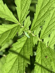 Draeculacephala antica