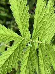 Draeculacephala antica