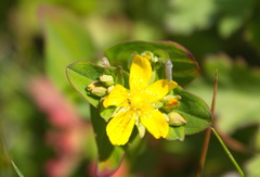 Hypericum kamtschaticum