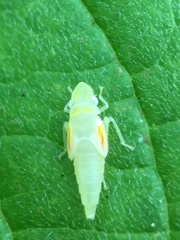 Graphocephala