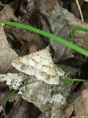 Renia flavipunctalis