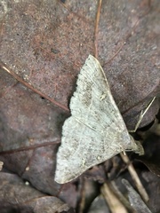 Renia flavipunctalis