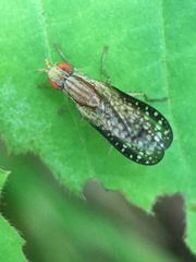 Trypetoptera canadensis