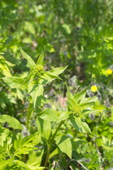 Solidago cuprea