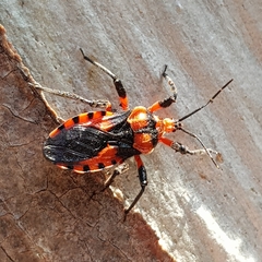 Tegea atropicta