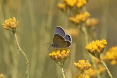 Plebejus argus corsicus