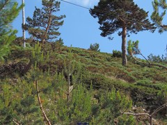 Cytisus oromediterraneus