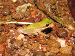 Litoria bicolor