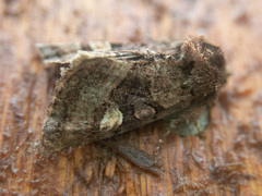 Euplexia benesimilis