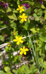 Hypericum kamtschaticum