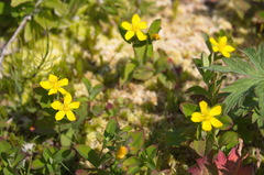 Hypericum kamtschaticum