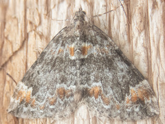 Dysstroma hersiliata