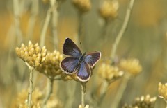 Plebejus argus corsicus