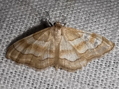 Idaea circuitaria