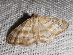 Idaea circuitaria