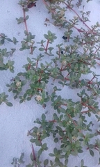 Blutaparon portulacoides