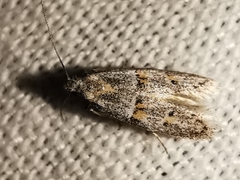 Symmocoides oxybiella