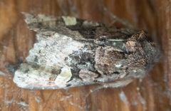 Euplexia benesimilis