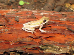 Litoria bicolor