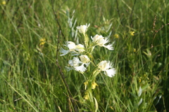Platanthera praeclara