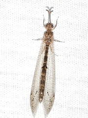Neuroleon ochreatus