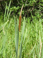 Typha × glauca
