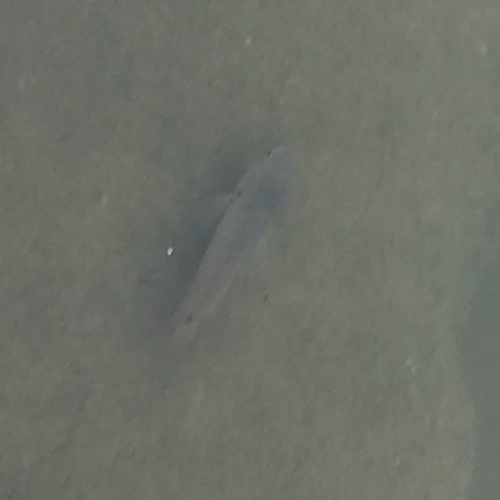 Anabas testudineus