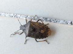Rhaphigaster nebulosa