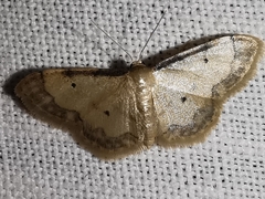 Idaea politaria