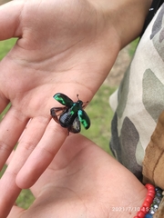 Macraspis rufonitida