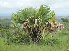 Borassus aethiopum image